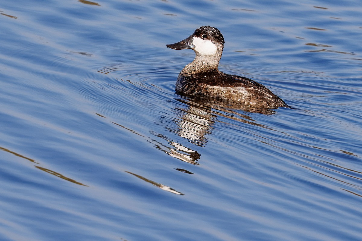 Савка американська - ML644687325