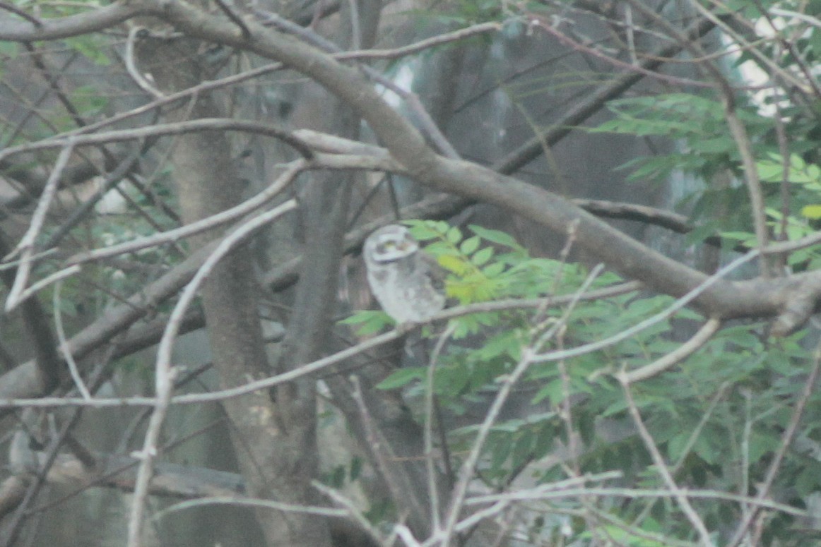 Spotted Owlet - ML644687328