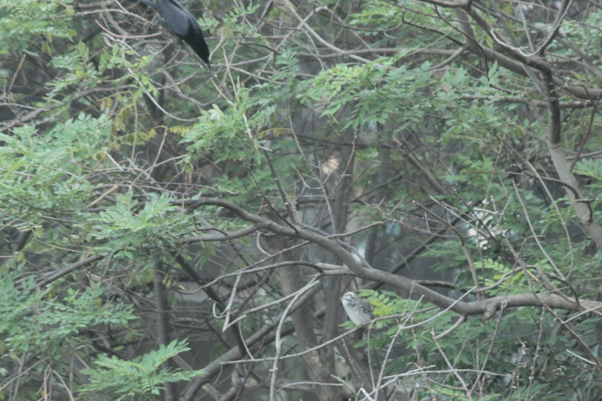 Spotted Owlet - ML644687329