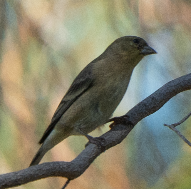 Чиж малий - ML644687334