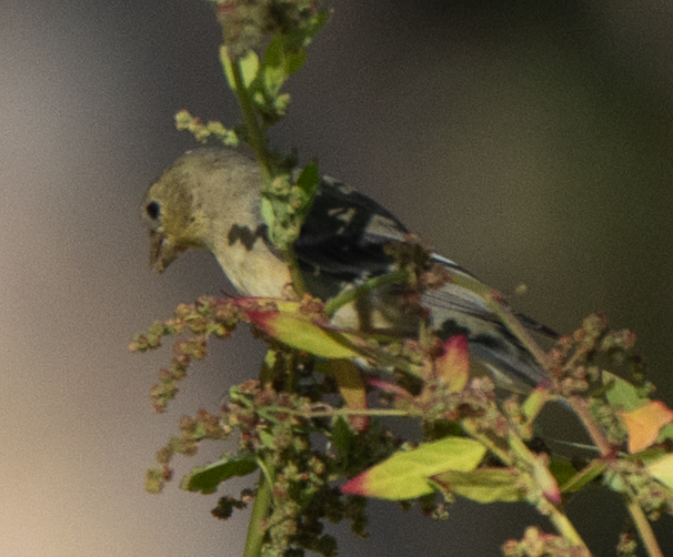 Чиж малий - ML644687335