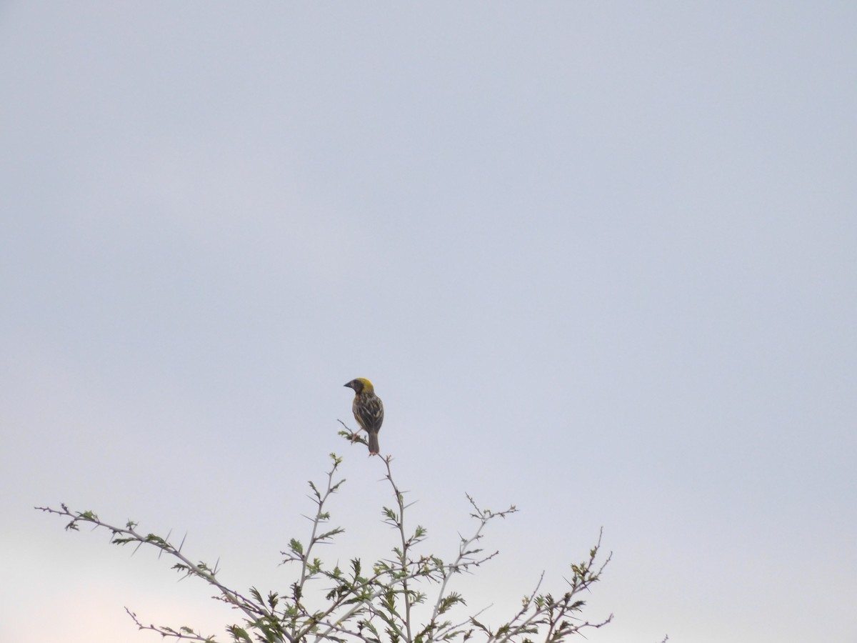 Baya Weaver - ML644687336