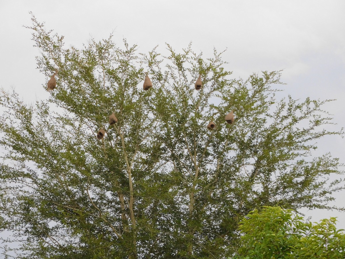 Baya Weaver - ML644687337