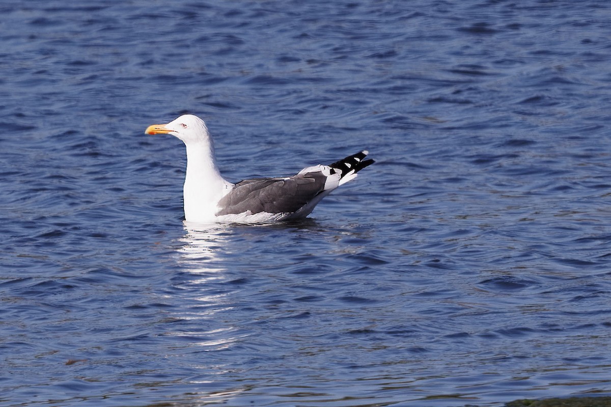 Gaviota Occidental - ML644687344