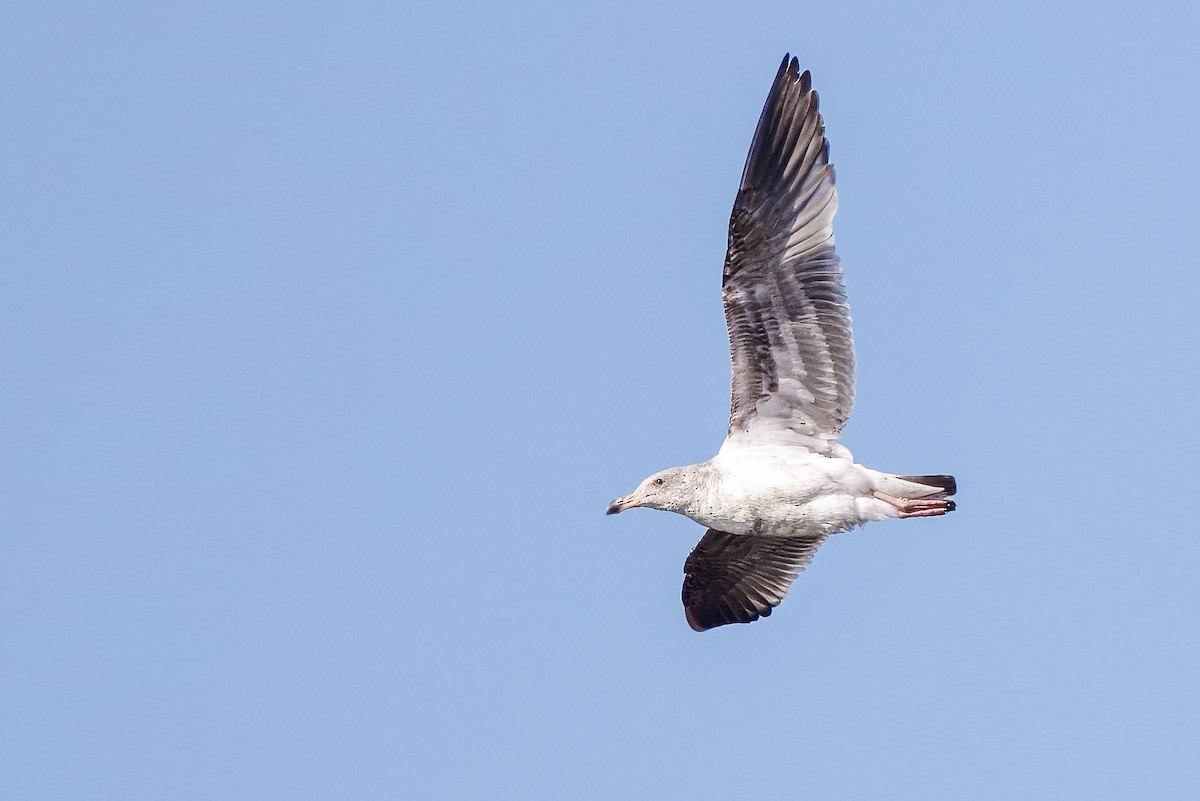 Gaviota Occidental - ML644687351