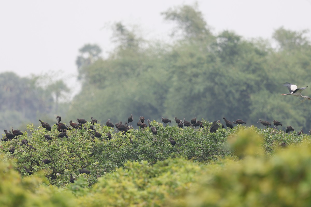 Glossy Ibis - ML644687352