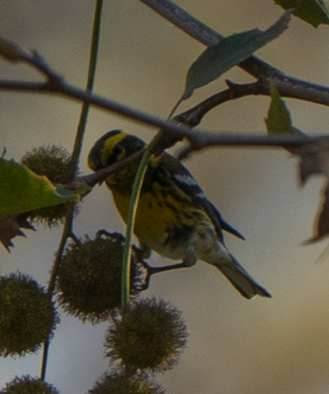 Paruline de Townsend - ML644687354