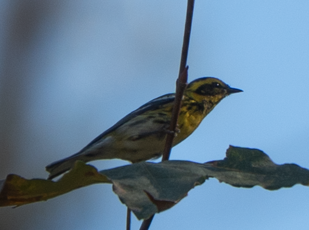 Paruline de Townsend - ML644687355