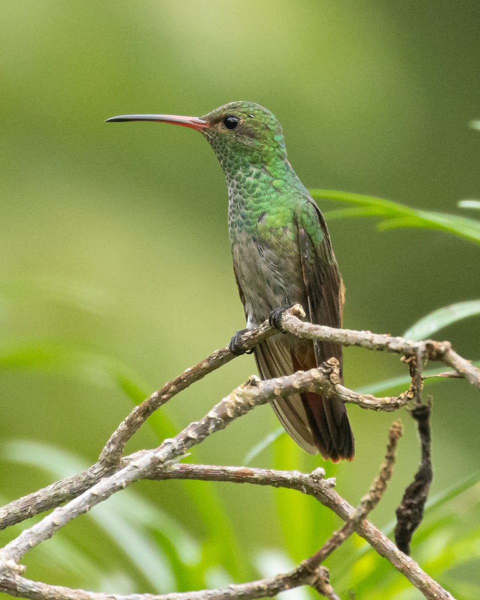 ruststjertkolibri - ML644687356