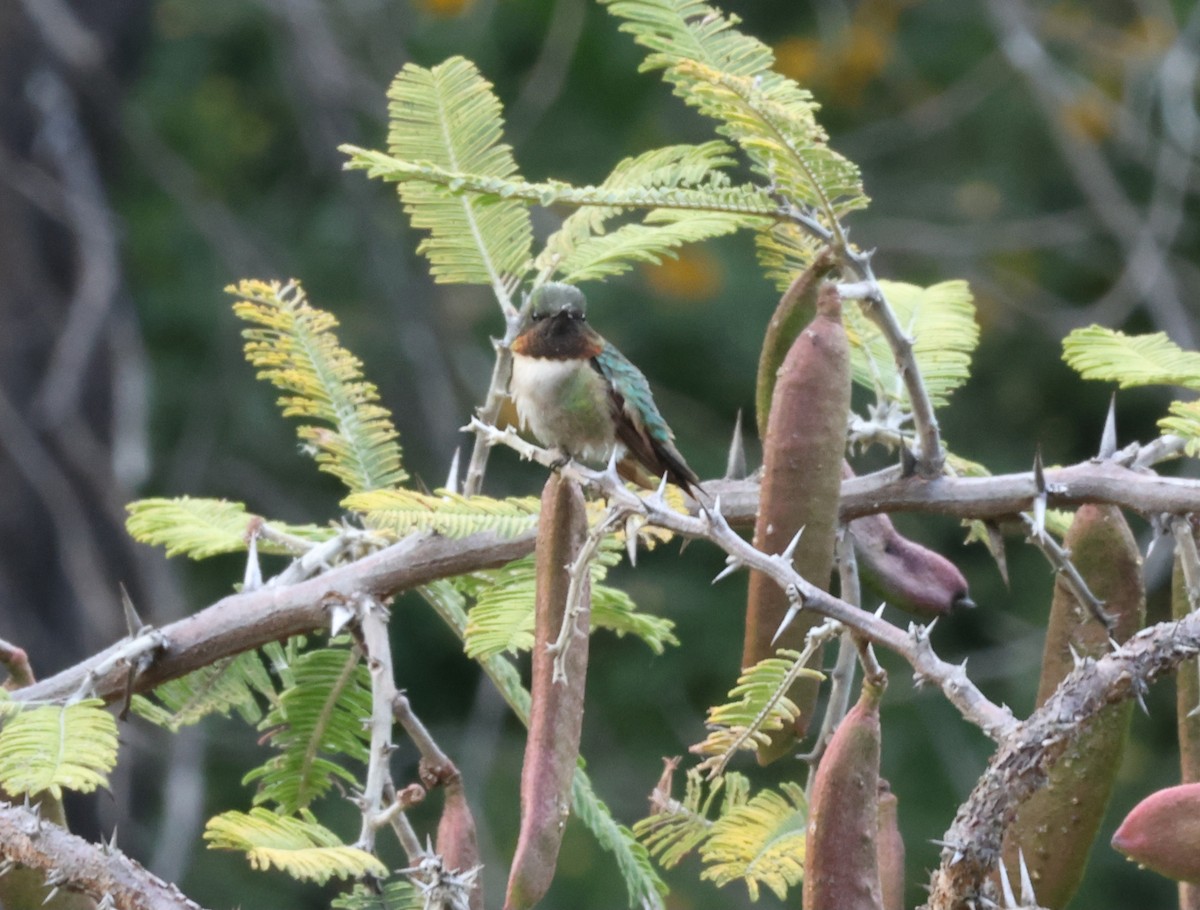 Ruby-throated Hummingbird - ML644687357