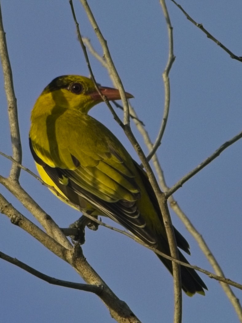 Black-naped Oriole - ML644687363