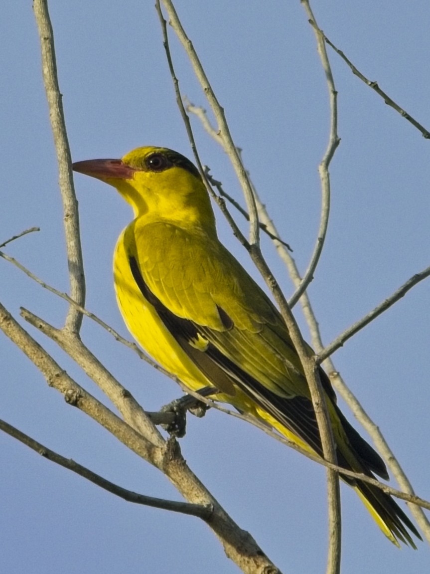 Black-naped Oriole - ML644687364