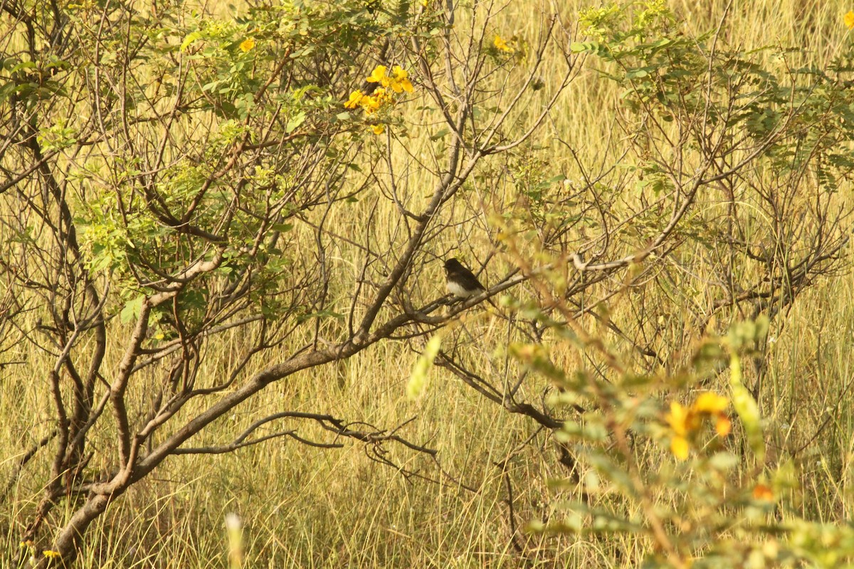 Pied Bushchat - ML644687367