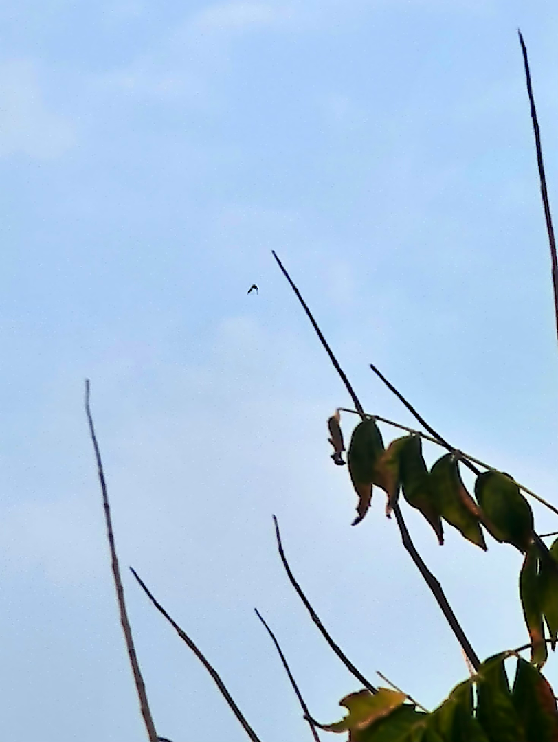 Little Swift - ML644687372