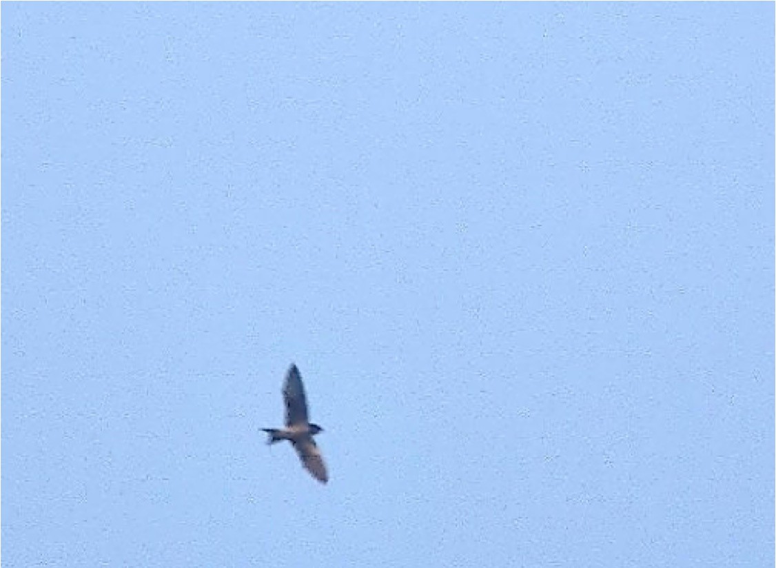 Little Swift - ML644687373