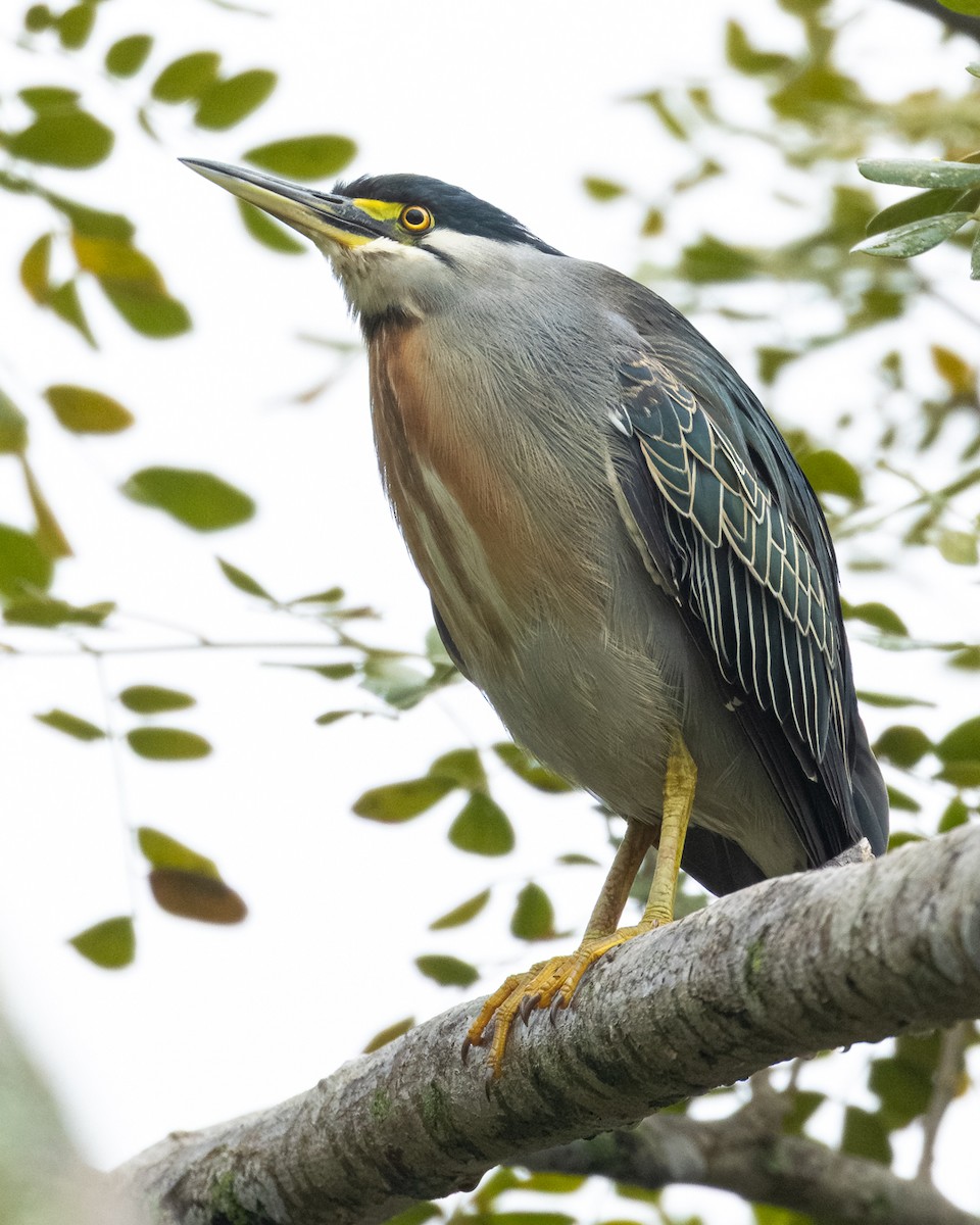 krabbehegre - ML644687375