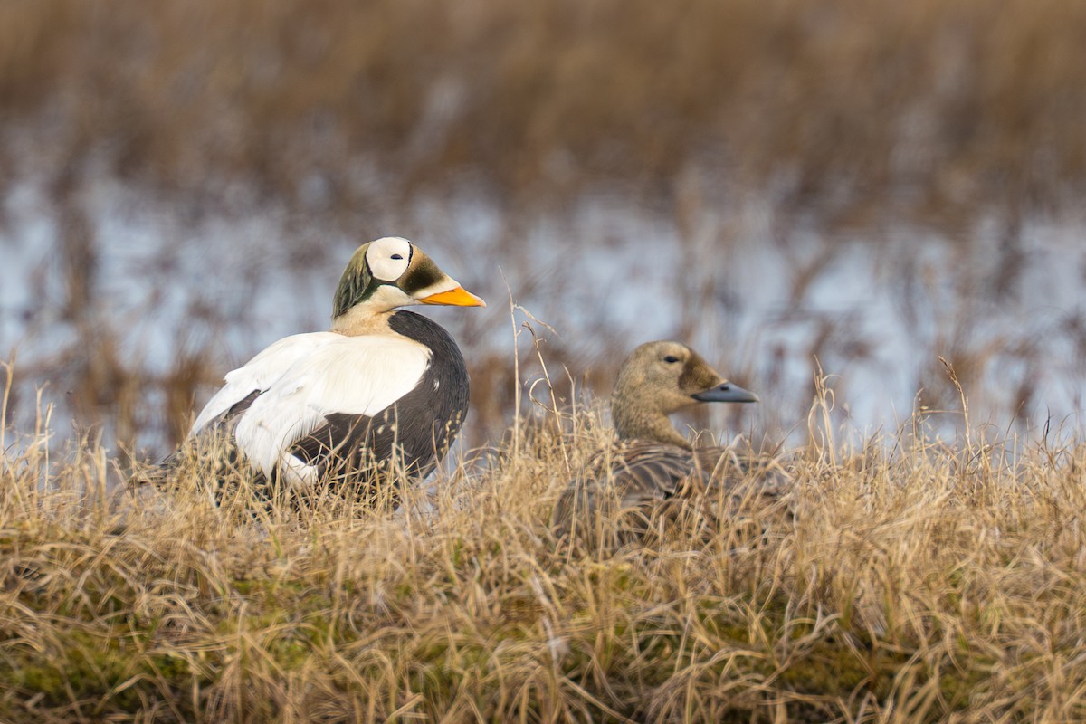 Spectacled Eider - ML644687376