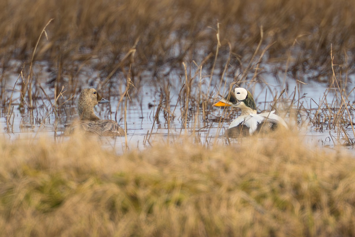 Spectacled Eider - ML644687377