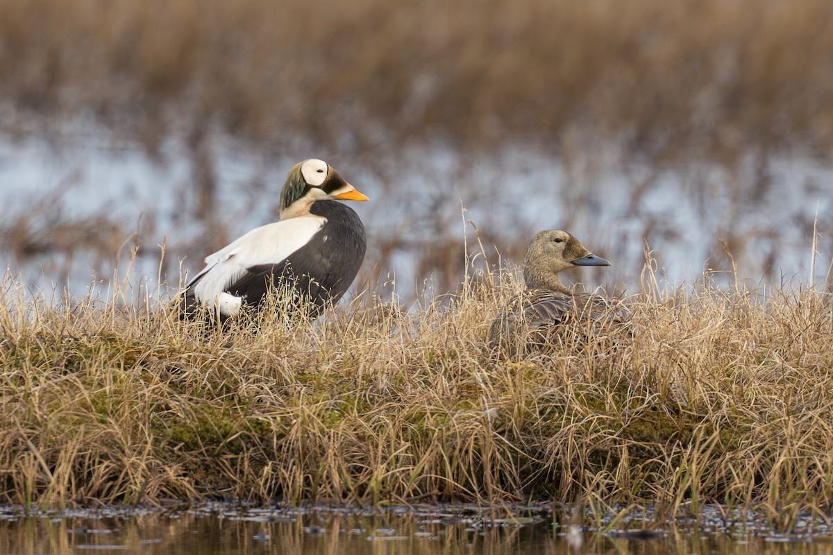 Spectacled Eider - ML644687378