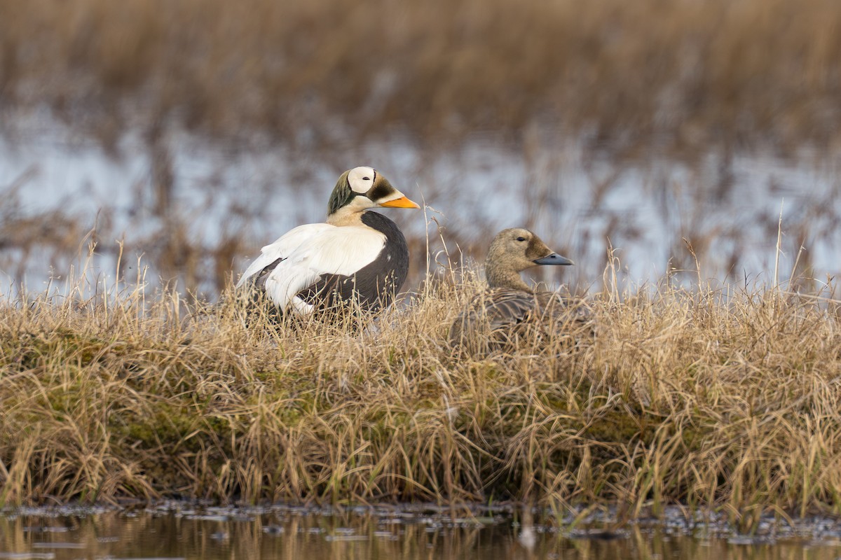 Spectacled Eider - ML644687379