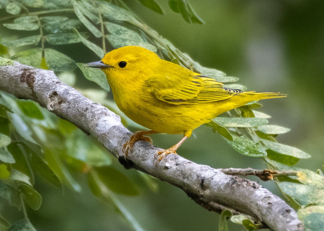 gulparula - ML644687381