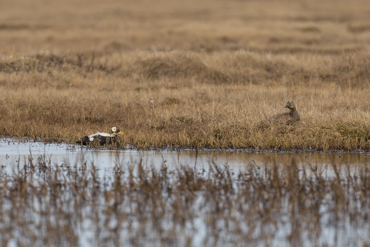 Spectacled Eider - ML644687382
