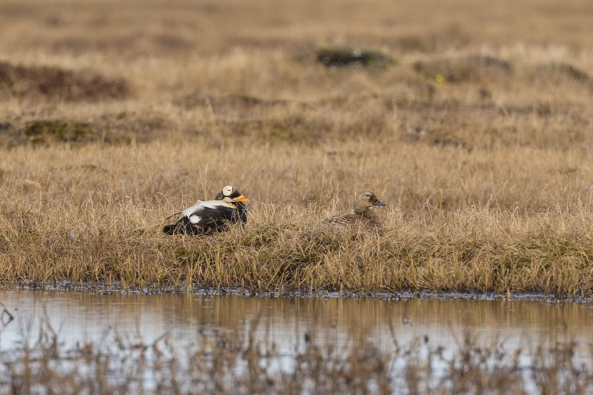 Spectacled Eider - ML644687383