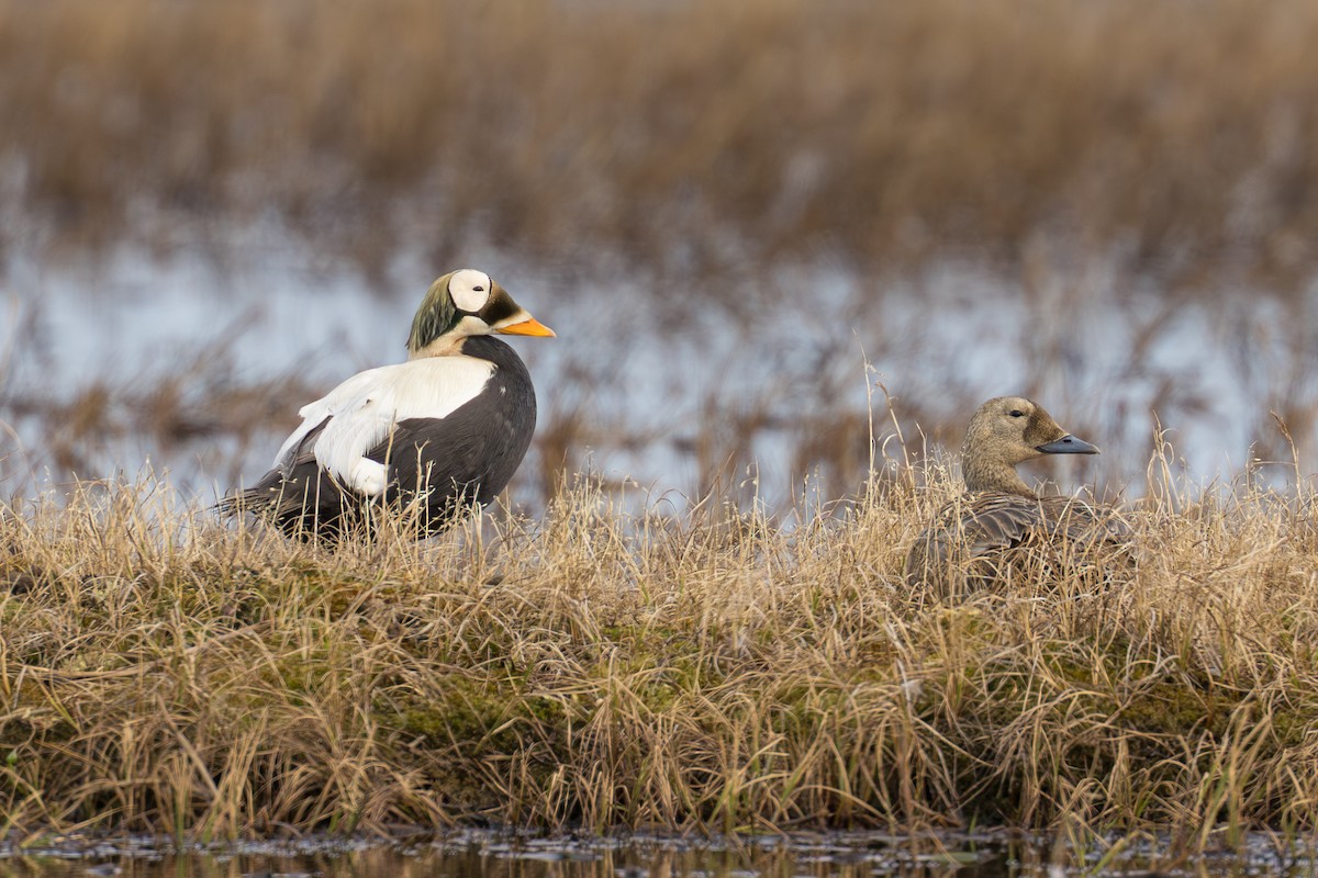 Spectacled Eider - ML644687384