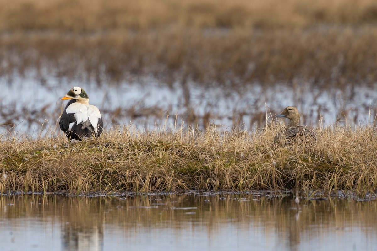 Spectacled Eider - ML644687385