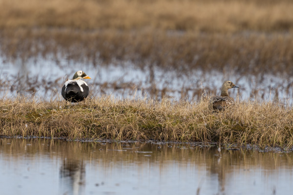 Spectacled Eider - ML644687386