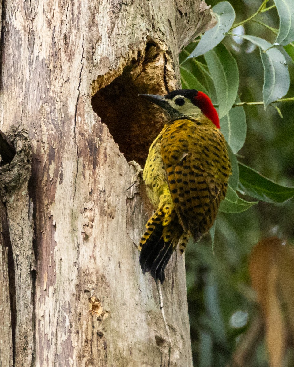 svartpannespett - ML644687391