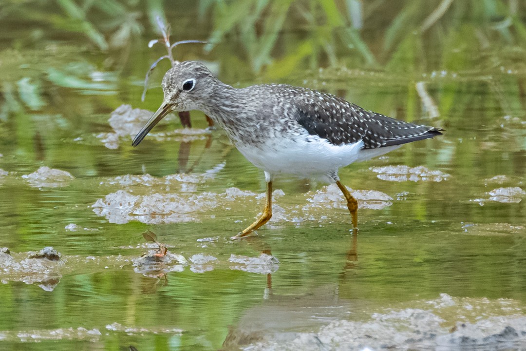 eremittsnipe - ML644687402