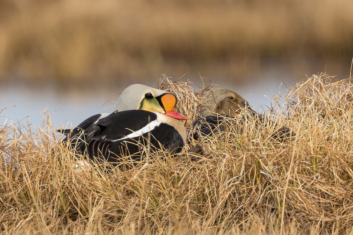 King Eider - ML644687403