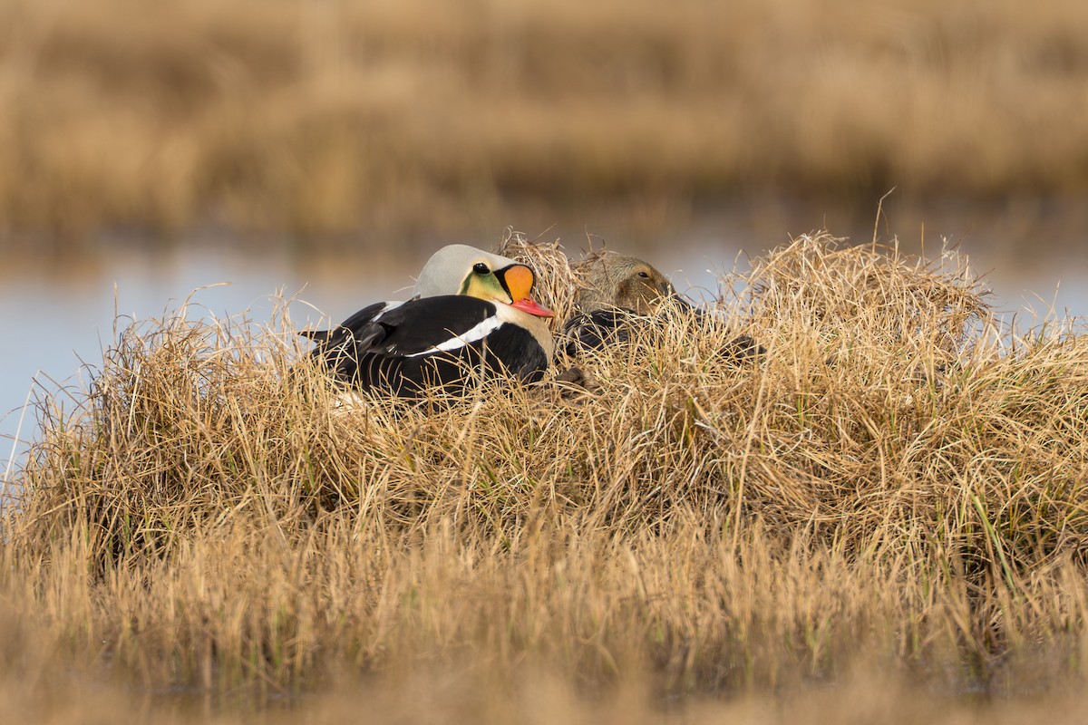 King Eider - ML644687405