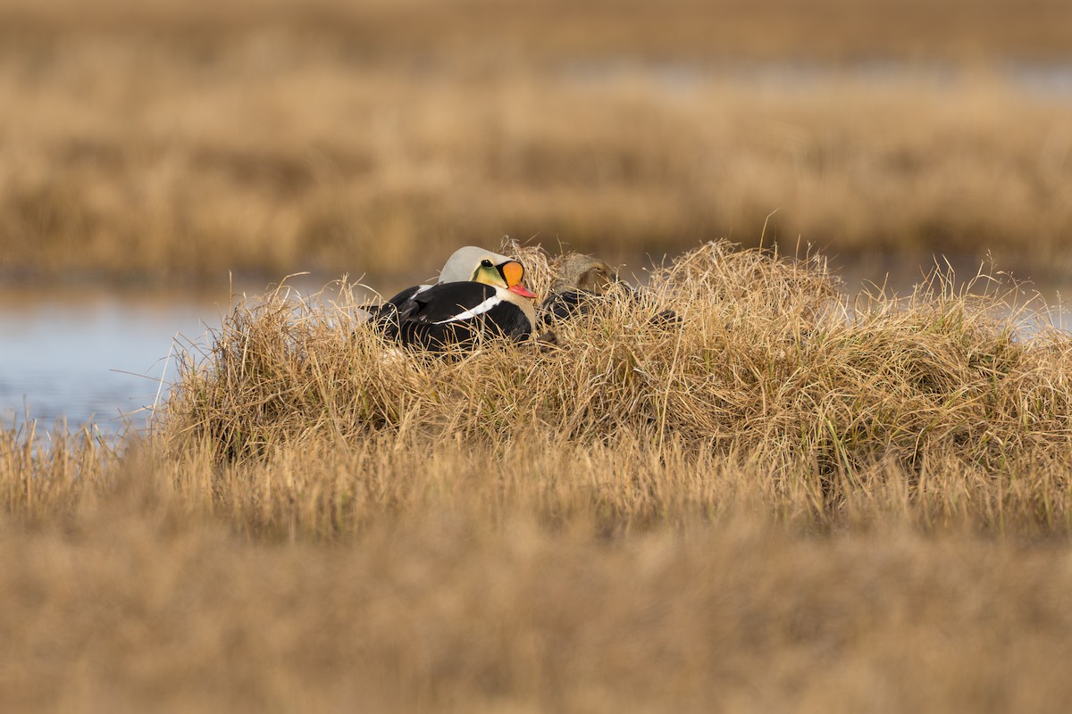 King Eider - ML644687406