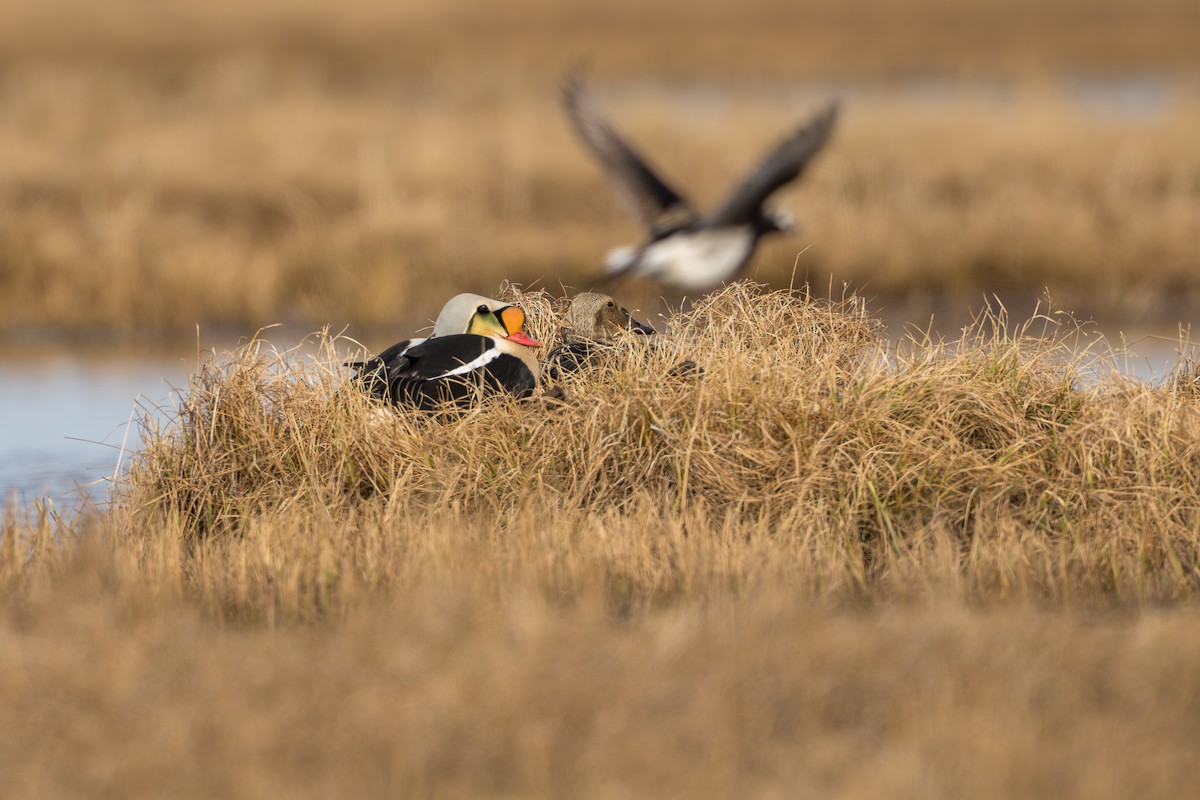 King Eider - ML644687407