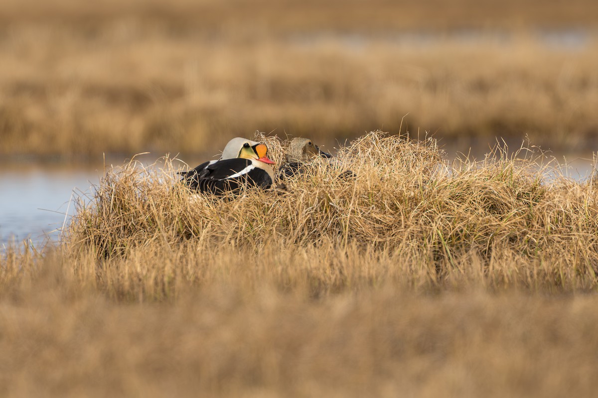 King Eider - ML644687408