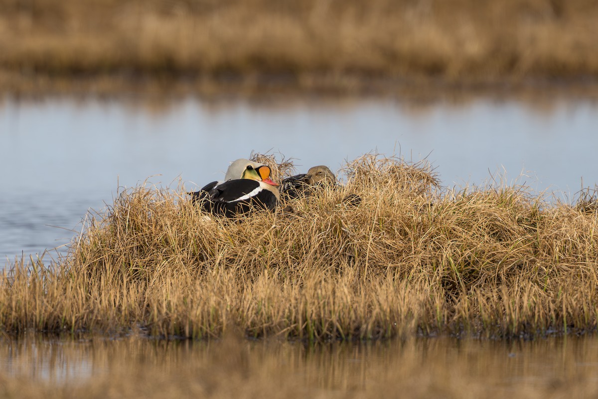 King Eider - ML644687411