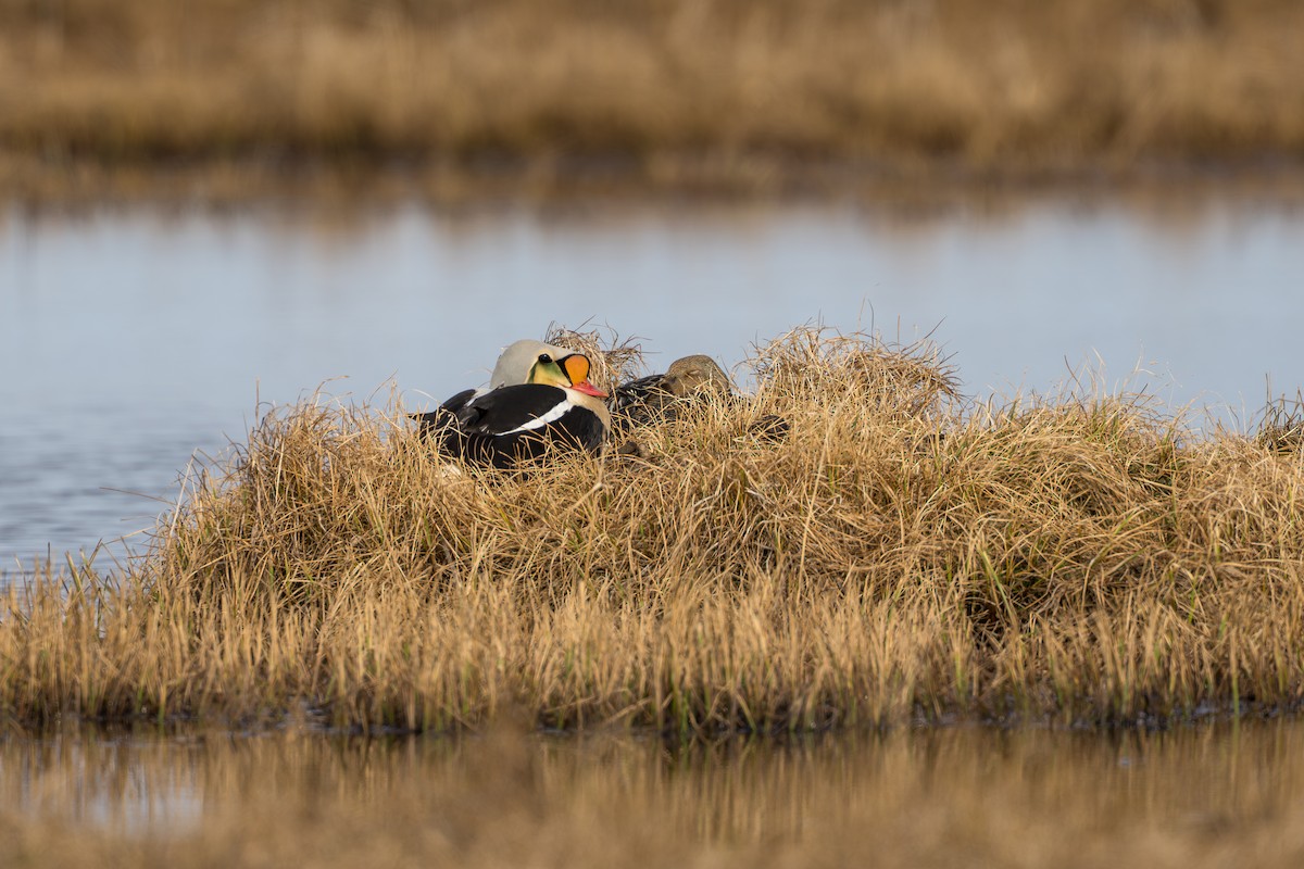 King Eider - ML644687412
