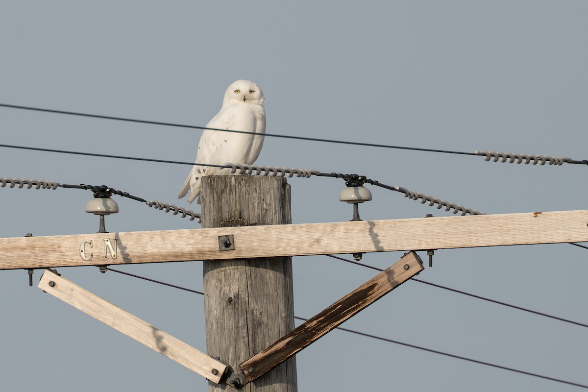 Snowy Owl - ML644687416