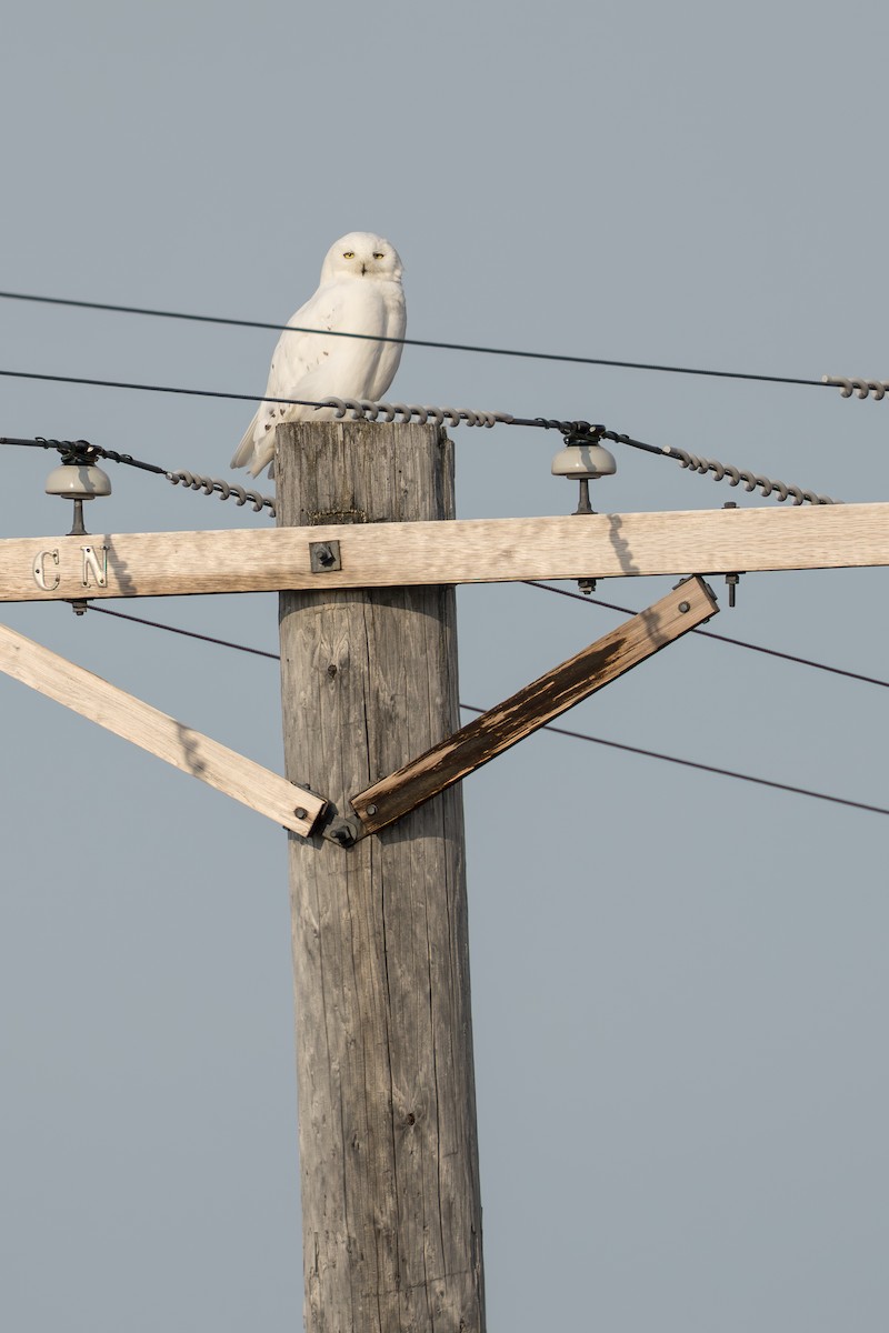 Snowy Owl - ML644687417