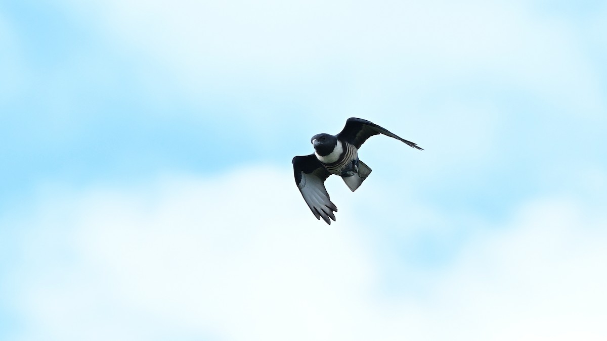 svartbaza - ML644687423