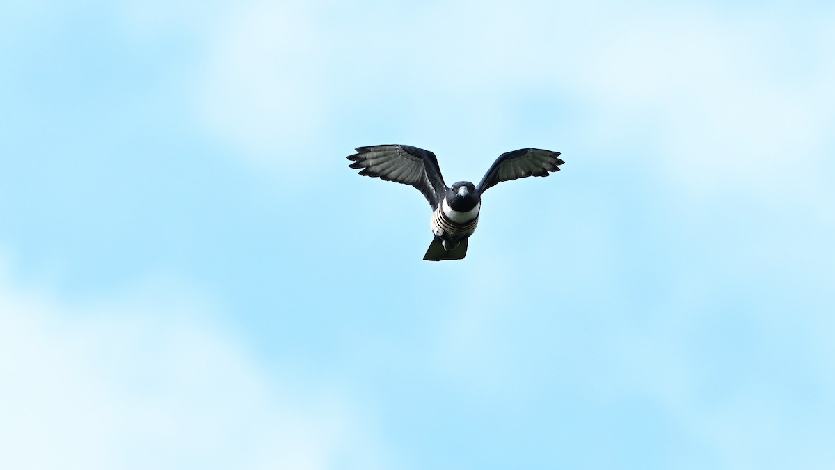 svartbaza - ML644687424