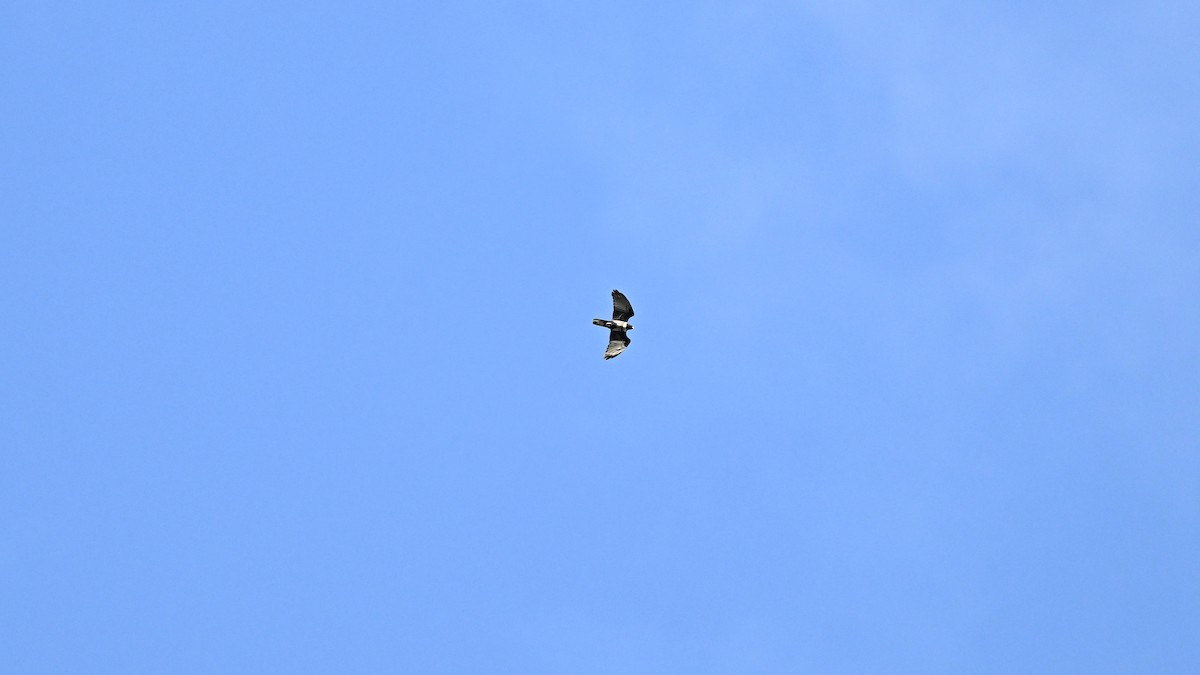 svartbaza - ML644687425