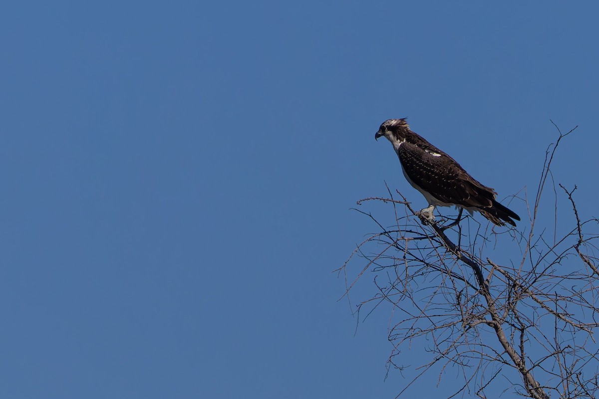 fiskeørn - ML644687426