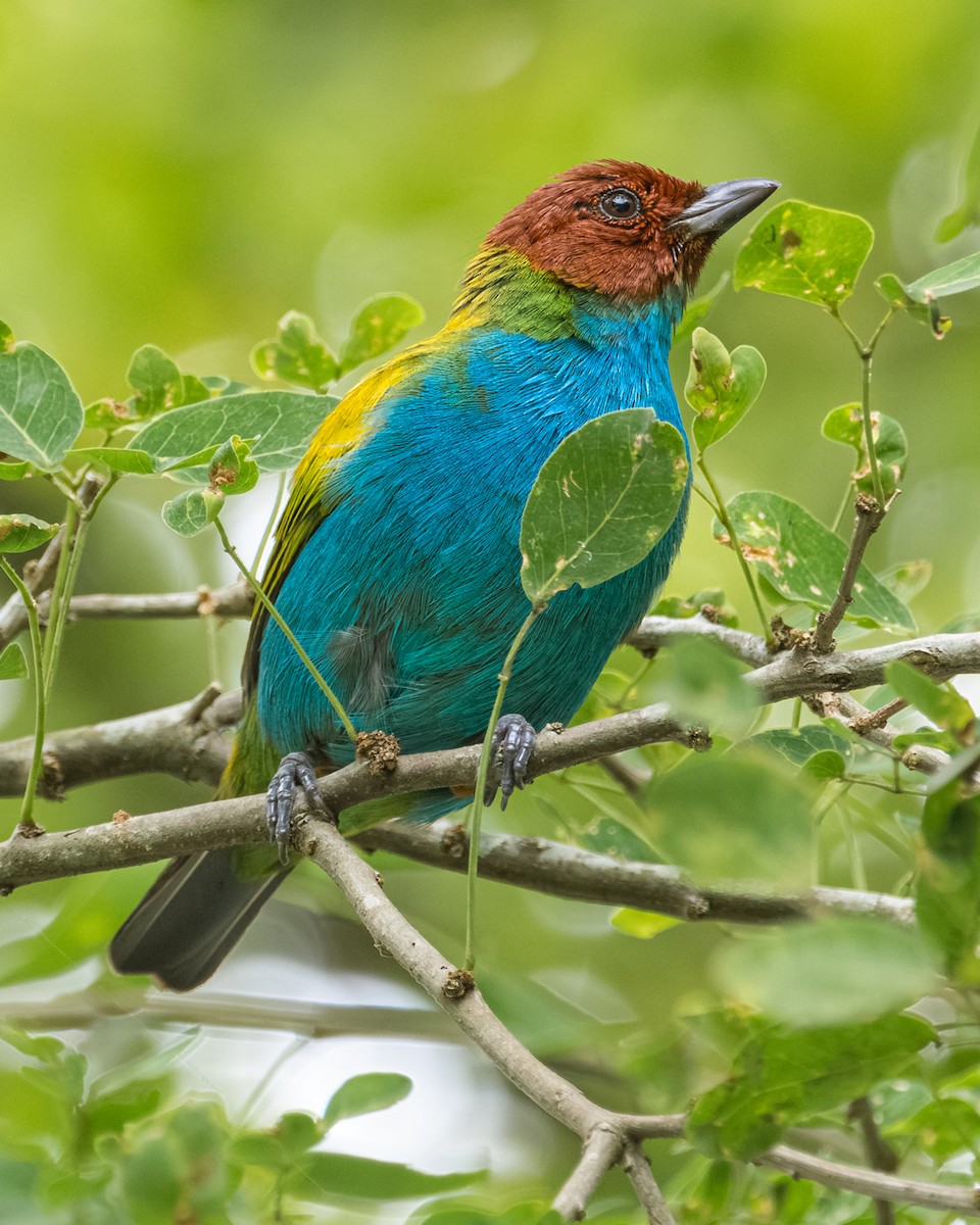 brunhodetanagar - ML644687431