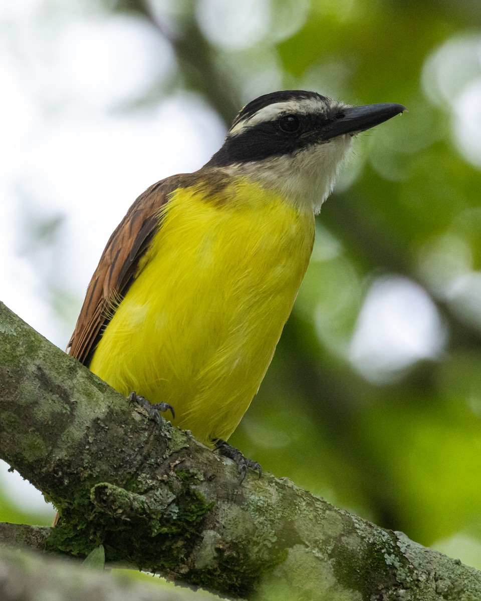 storkiskadi - ML644687433