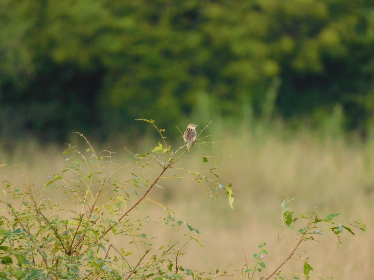 cistussanger - ML644687434