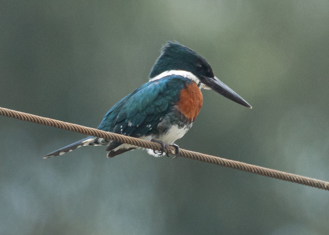 grønnisfugl - ML644687436