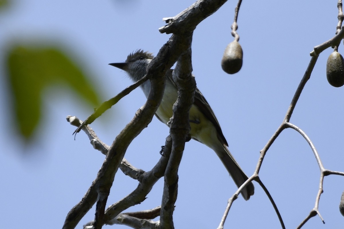 Копетон блідий - ML644687437